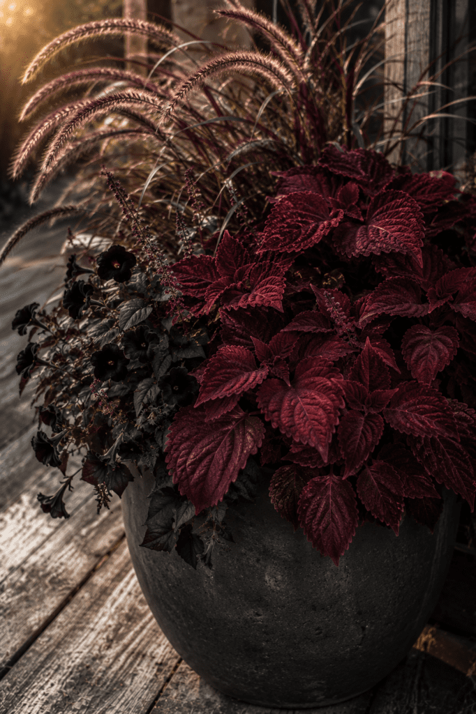 dark romantic charcoal planter with deep burgundy coleus and dark maroon grass