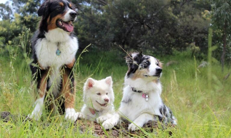 natural supplements I keep on hand for pets